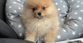 Pomeranian for sale