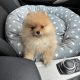 Pomeranian for sale