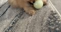 Pomeranian for sale