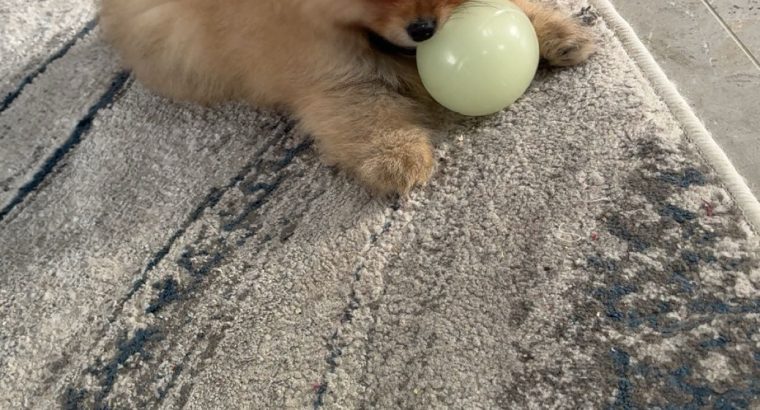 Pomeranian for sale