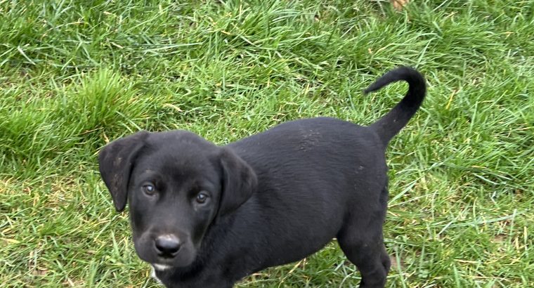 Dalweilers-Dalmatian/Rothweiler