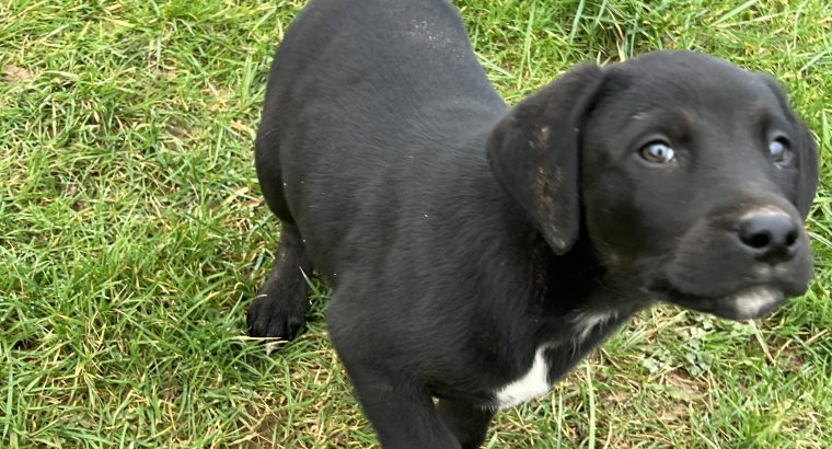 Dalweilers-Dalmatian/Rothweiler