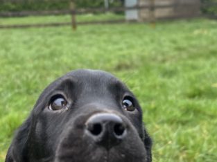 Dalweilers-Dalmatian/Rothweiler