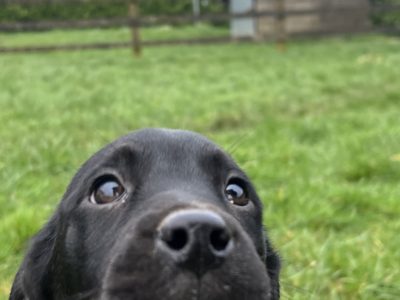 Dalweilers-Dalmatian/Rothweiler