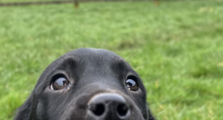 Dalweilers-Dalmatian/Rothweiler