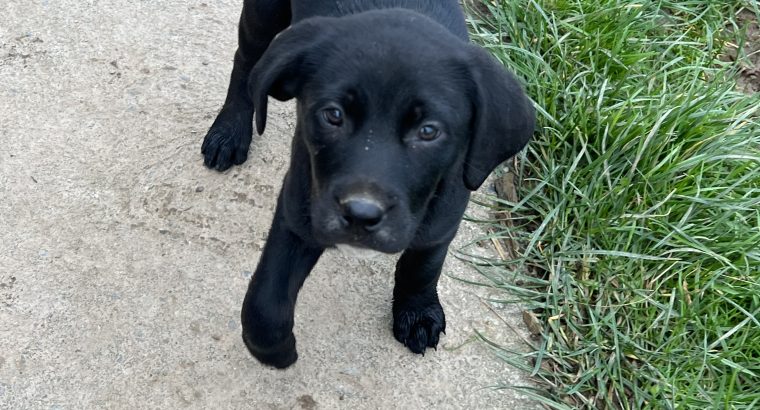 Dalweilers-Dalmatian/Rothweiler