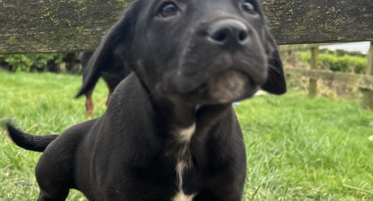 Dalweilers-Dalmatian/Rothweiler