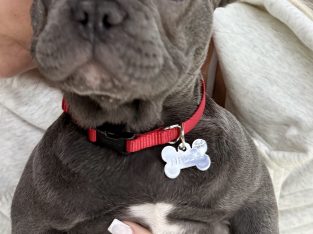 French bulldog