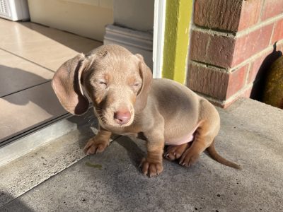 Miniature dachshund