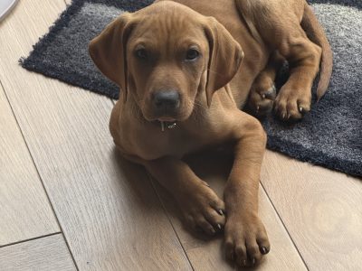 Vizsla