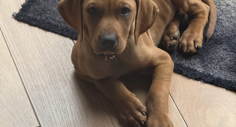 Vizsla