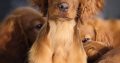 Family-reared IKC Registered Irish Red Se