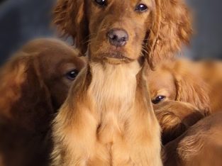 Family-reared IKC Registered Irish Red Se
