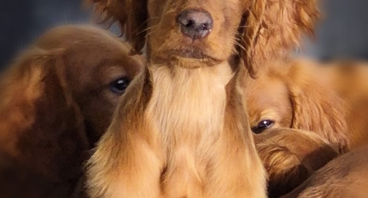 Family-reared IKC Registered Irish Red Se
