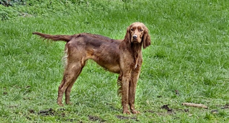 Family-reared IKC Registered Irish Red Se
