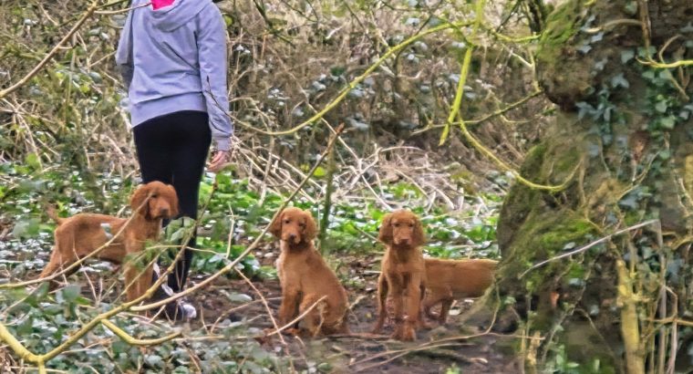 Family-reared IKC Registered Irish Red Se