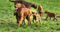 Family-reared IKC Registered Irish Red Se