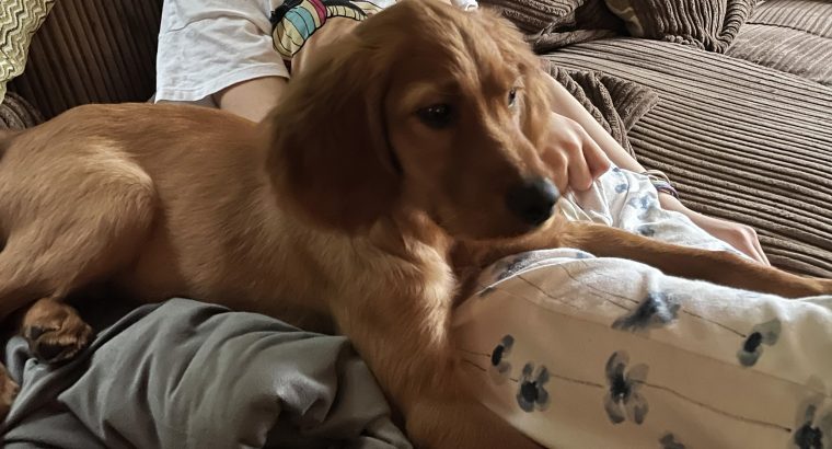 Family-reared IKC Registered Irish Red Se