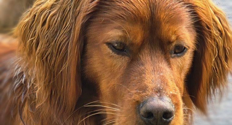 Family-reared IKC Registered Irish Red Se