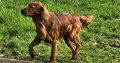 Family-reared IKC Registered Irish Red Se