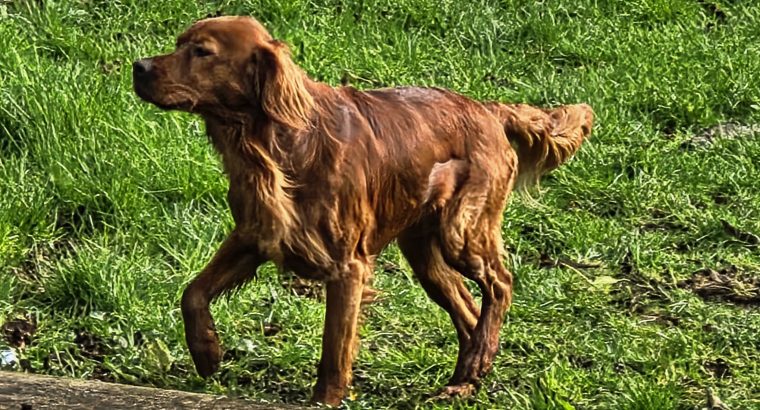 Family-reared IKC Registered Irish Red Se