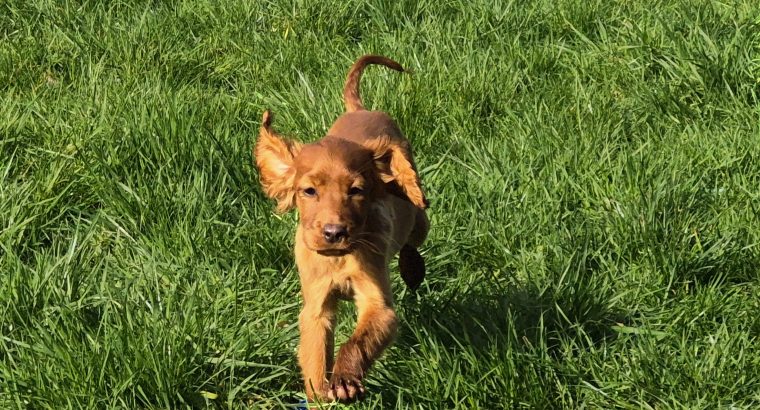 Family-reared IKC Registered Irish Red Se