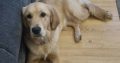 Selling 6 Month old Female Golden Retriever Pup