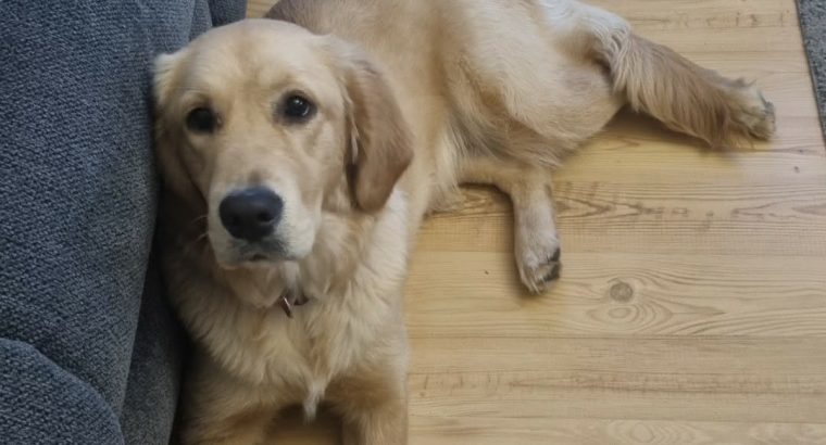 Selling 6 Month old Female Golden Retriever Pup