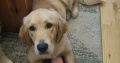 Selling 6 Month old Female Golden Retriever Pup