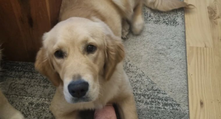 Selling 6 Month old Female Golden Retriever Pup