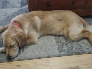 Selling 6 Month old Female Golden Retriever Pup