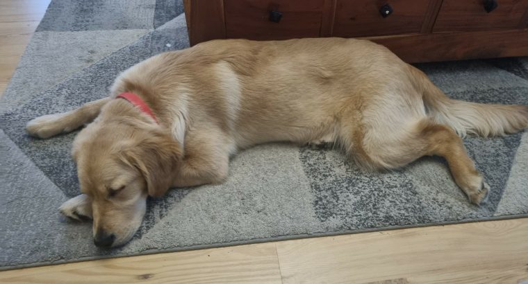 Selling 6 Month old Female Golden Retriever Pup