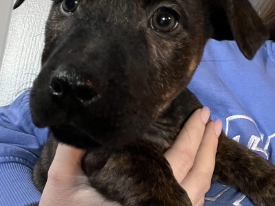 Stafford Bull Terrier X Jack Russell in Meath