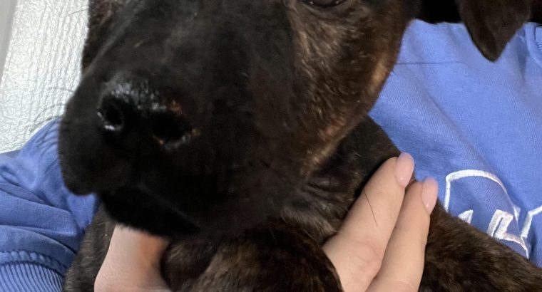 Stafford Bull Terrier X traditional Jack Russel