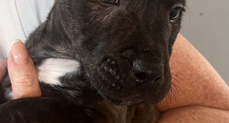 Staffordshire Bull Terrier x Traditional Irish Jac