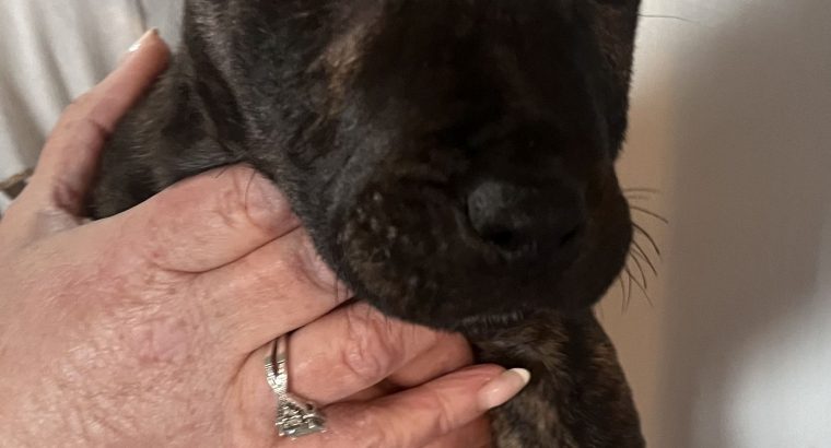 Staffordshire Bull Terrier x Traditional Irish Jac