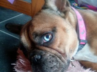 Beautiful Blue Merle French Bulldog X BullMastiff