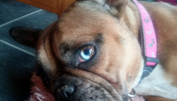 Beautiful Blue Merle French Bulldog X BullMastiff