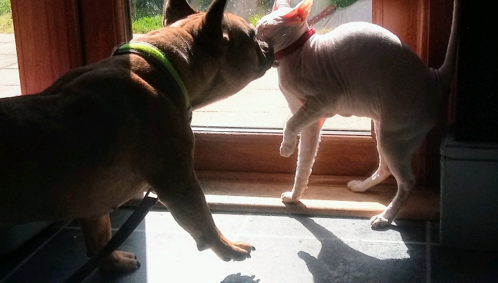 Beautiful Blue Merle French Bulldog X BullMastiff