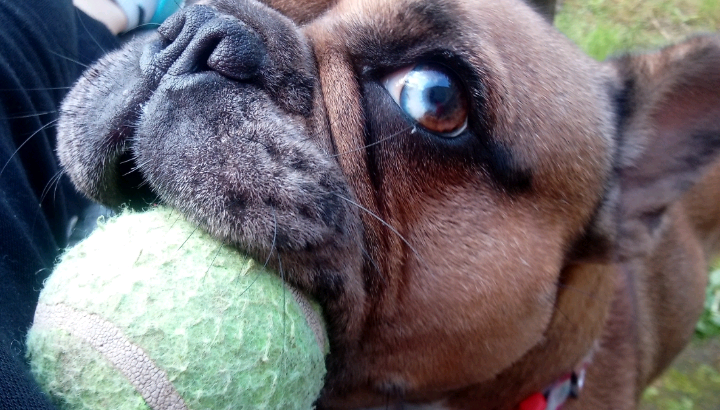 Beautiful Blue Merle French Bulldog X BullMastiff