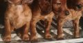Irish Red Setter Puppies for Sale in Navan