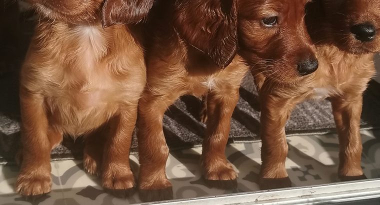 Irish Red Setter Puppies for Sale in Navan