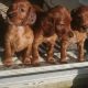 Irish Red Setter Puppies for Sale in Navan