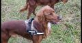 Irish Red Setter Puppies for Sale in Navan