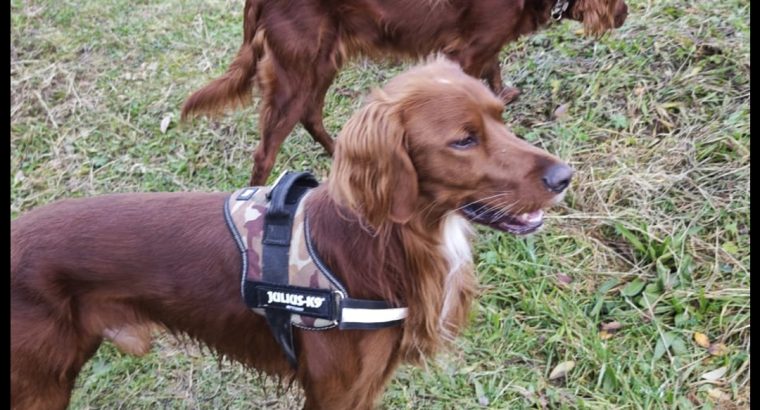 Irish Red Setter Puppies for Sale in Navan