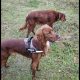 Irish Red Setter Puppies for Sale in Navan