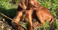 Family-reared IKC Registered Irish Red Se