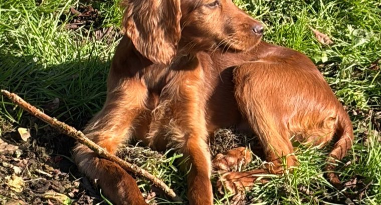 Family-reared IKC Registered Irish Red Se