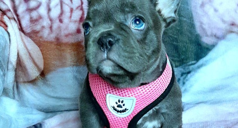 French bulldog
