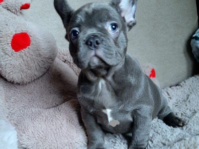 French bulldog